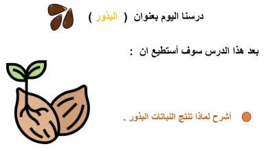 ملخص-درس-البذور-الصف-الأول-علوم-الفصل-الأول