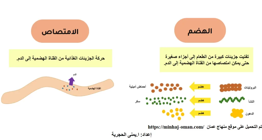 ملخص-وحدة-الغذاء-مادة-العلوم-الصف-الثامن-الفصل-الأول
