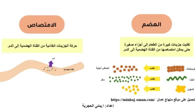 ملخص-وحدة-الغذاء-مادة-العلوم-الصف-الثامن-الفصل-الأول