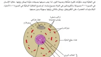 ملخص-درس-الخلايا-النباتيه-والخلايا-الحيوانيه-كما-ترى-بالمجهر-الضوئي